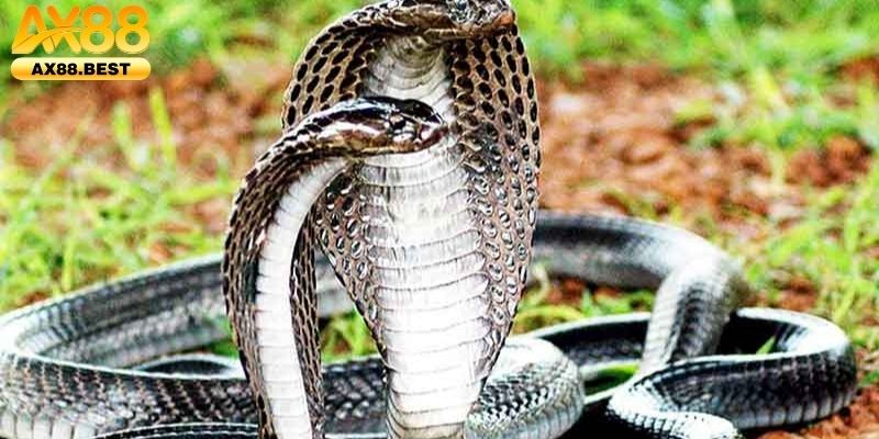 Ý nghĩa hai chiều của giấc mơ thấy rắn